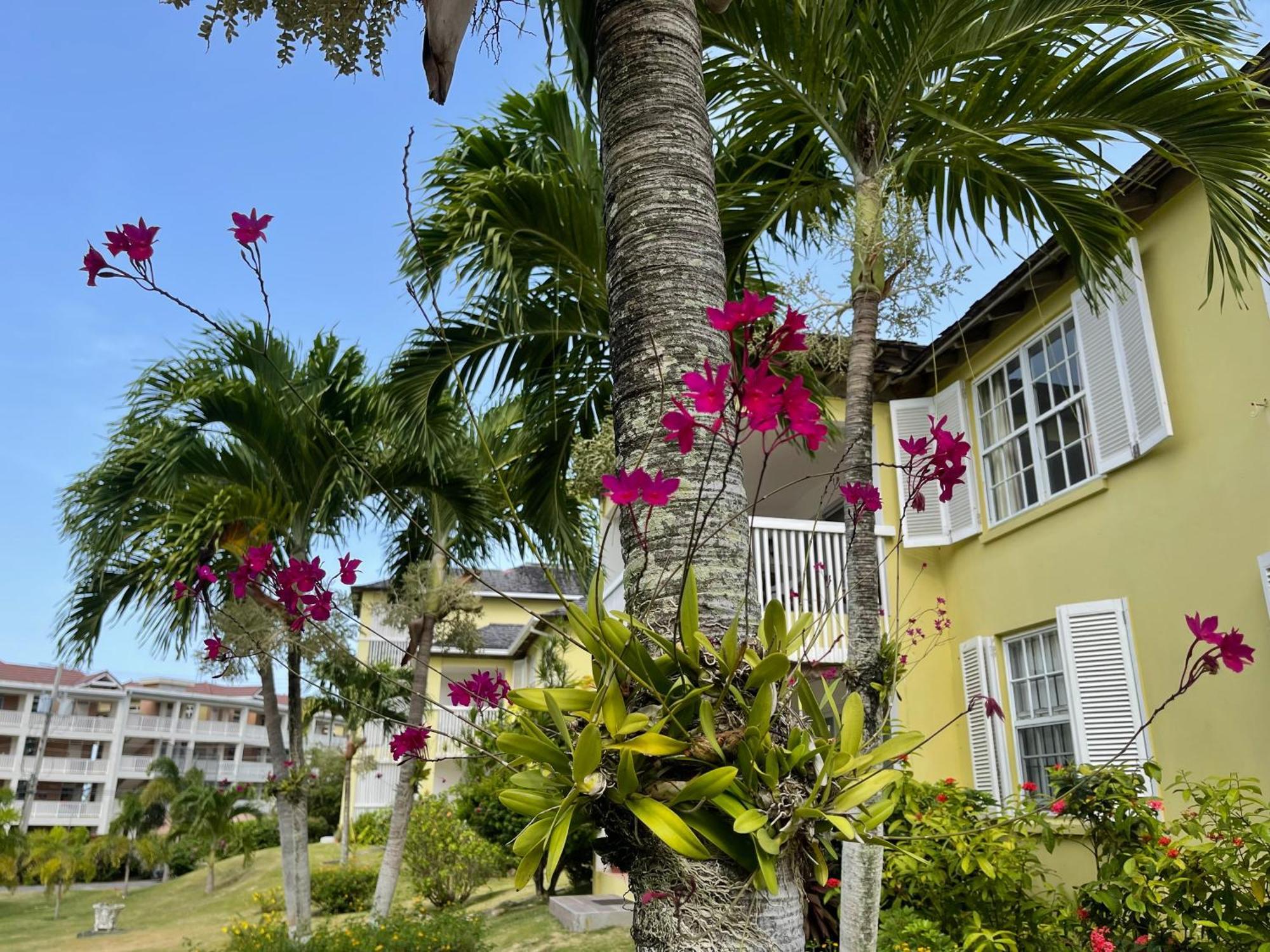 Saint Maryʼs Jamaica Time Driftwood At Sea Palms 3Br 3Ba Condo In Ocho Rios With Pool And Beach Front With Views Only 10 Mins From Ochi Intl Airport Direct Flight From Miami מראה חיצוני תמונה